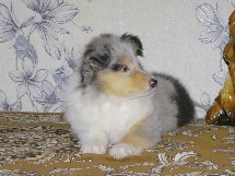 puppies