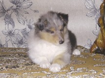 puppies