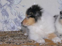 puppies