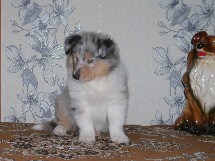 puppies