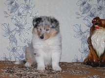 puppies