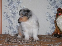 puppies