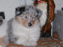 puppies
