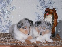 puppies
