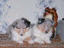 puppies