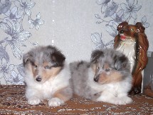 puppies
