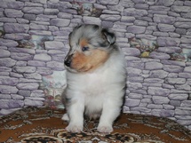 puppies