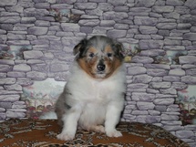 puppies