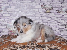 puppies