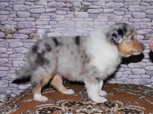 puppies