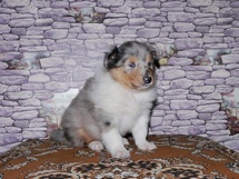 puppies
