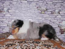 puppies