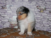 puppies