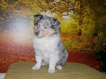 puppies
