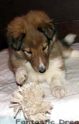 puppies