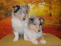 puppies