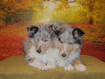 puppies