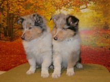 puppies