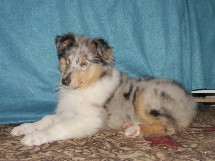 puppies