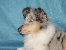 puppies