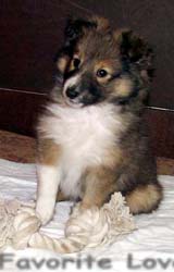 puppies