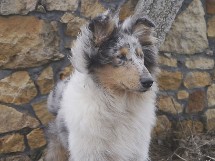 puppies