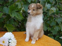 puppies