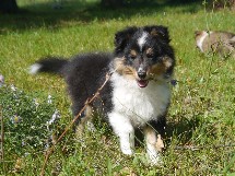 puppies
