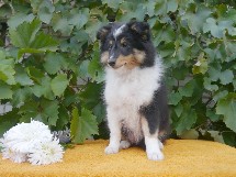 puppies