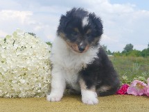 puppies