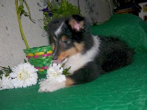 puppies