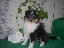 puppies