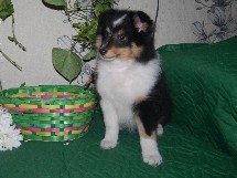 puppies