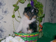 puppies