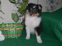 puppies