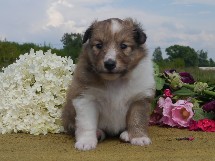 puppies