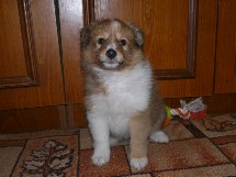 puppies
