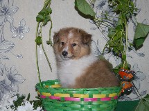 puppies