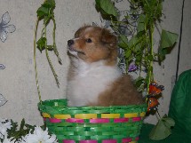 puppies