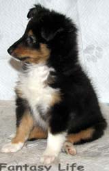 puppies