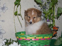 puppies