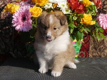 puppies