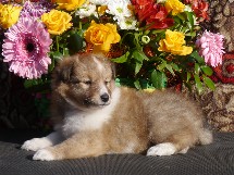 puppies