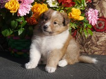 puppies