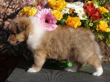 puppies