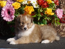 puppies