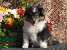 puppies