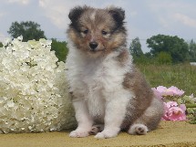 puppies