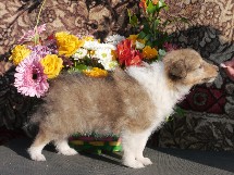 puppies