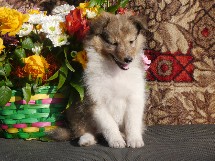 puppies